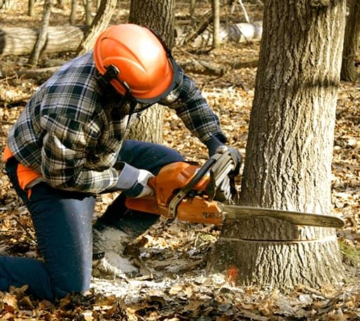 Tree Removal in Rose Hill, VA